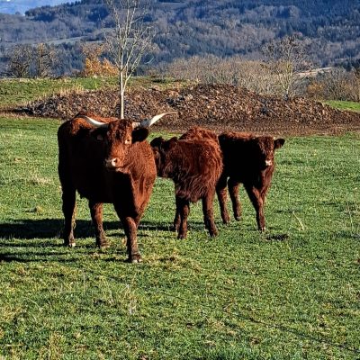 Quad63_Randonnee quad cantal_vache salers_Auvergne